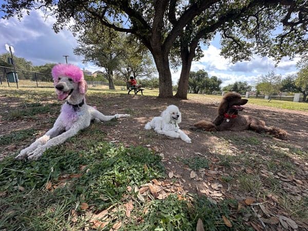 Poodle & Doodle Dog Party 