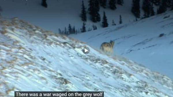 "Lost Wolves of Yellowstone" Documentary
