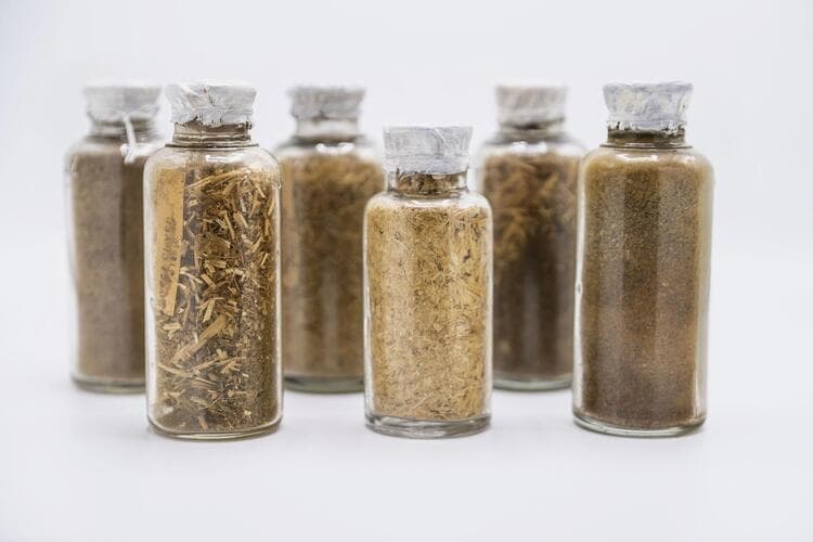 How to Grow the Cowpea: Artistic and Ecological Pedagogies in Practice