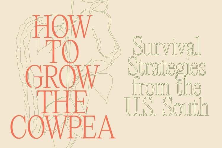 How to Grow the Cowpea: Survival Strategies from the U.S. South
